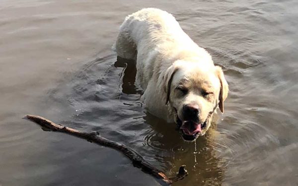 can dogs swim in the charles river