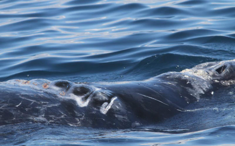 Vessel Collisions Jeopardize Survival Of North Atlantic Right Whales ...