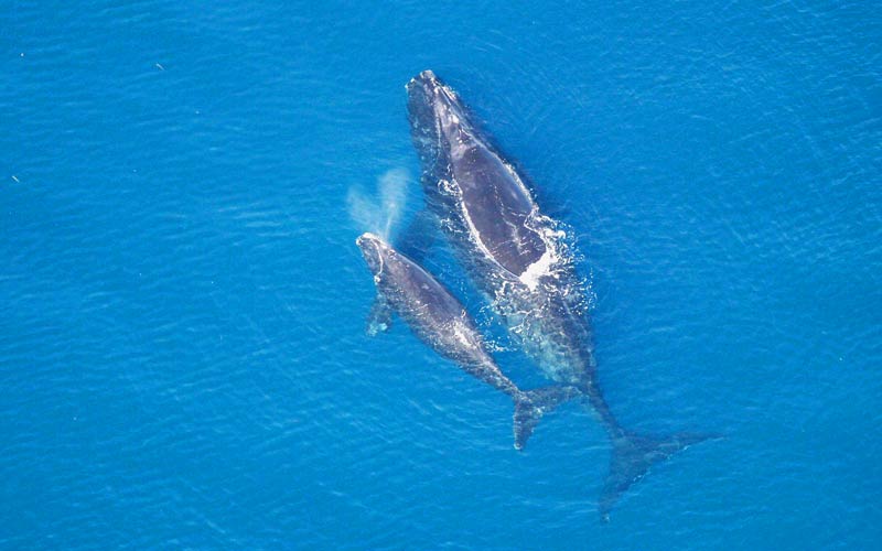 North Atlantic right whales help our climate and make our ocean more resilient. We must push for better protections to protect our valuable partners in this fight. Photo: NOAA