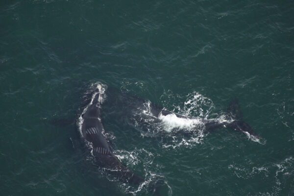 Young right whale with propeller scarring