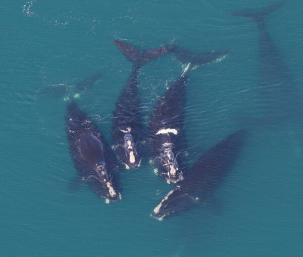 A group of right whales socializing