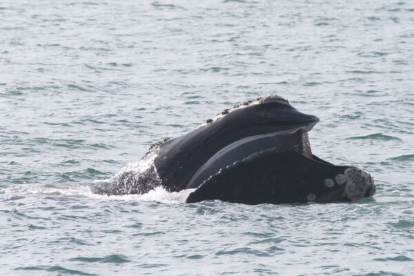 Right whale feeding at the surface