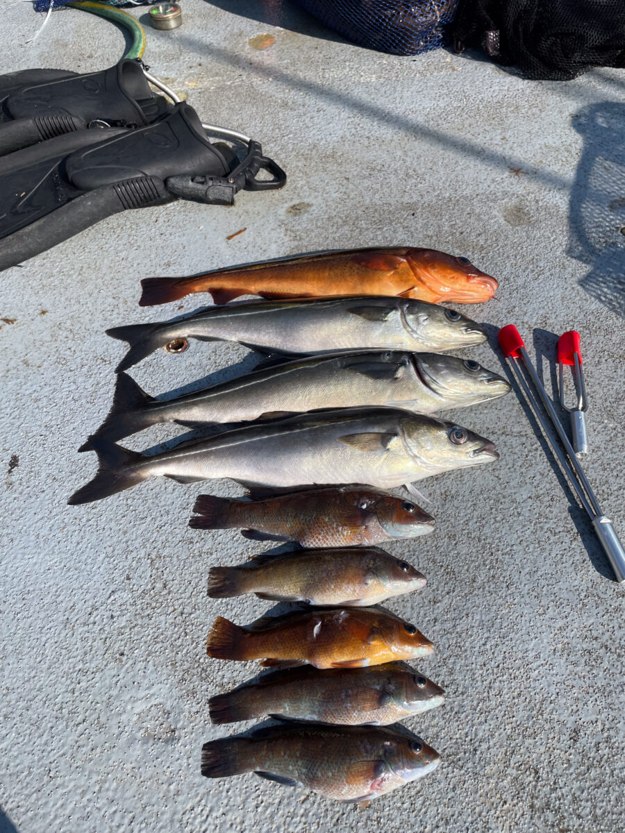 A row of cod lined up on a boat deck