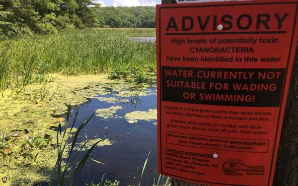 Water covered in blue-green algae with a sign warning people not to swim