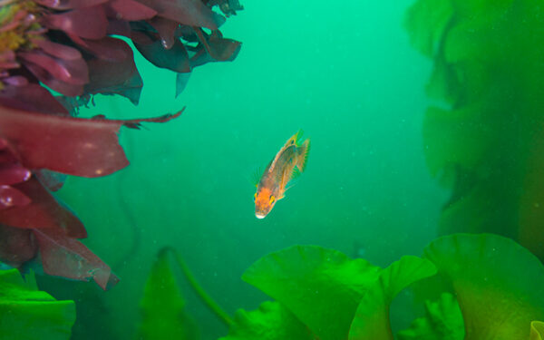 Fish swimming amid kelp at Cashes Ledge