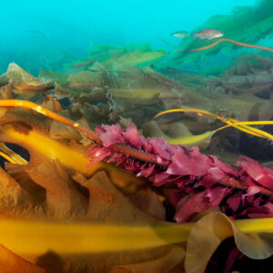 Cashes Ledge kelp and fish