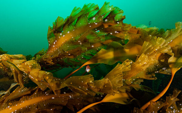 A fish amid golden kelp in Cashes Ledge