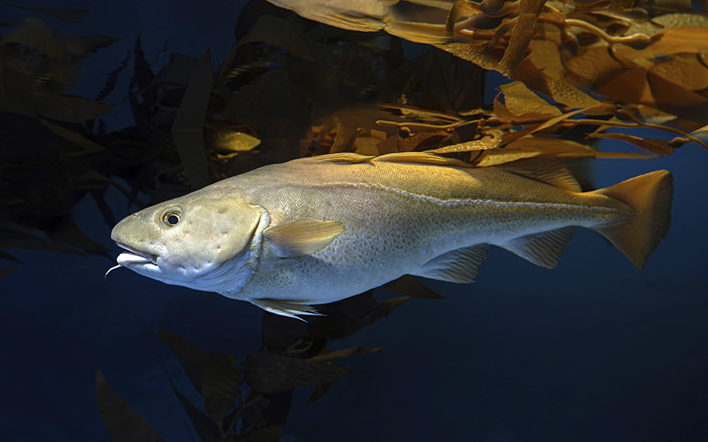 Atlantic cod