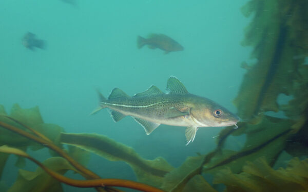 Cod swimming amid kelp in Cashes Ledge