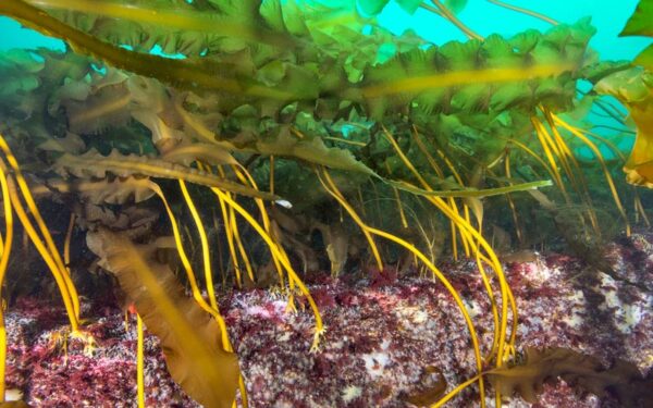 Colorful kelp on Cashes Ledge