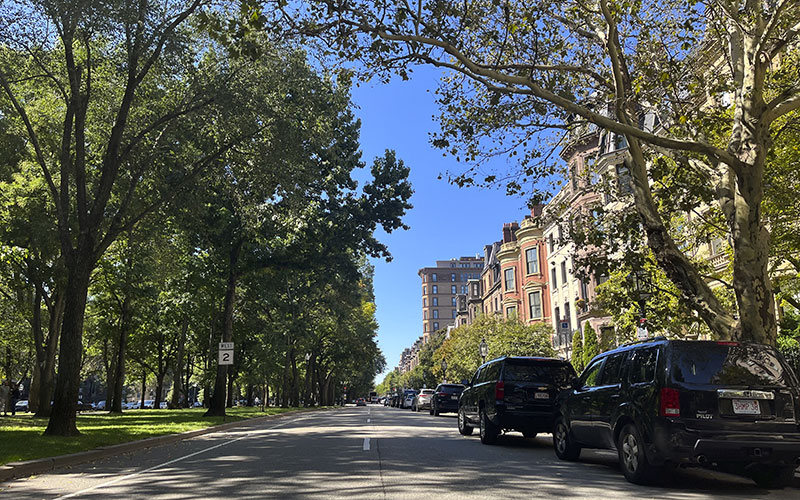 Commonwealth Avenue in Boston, lined with trees