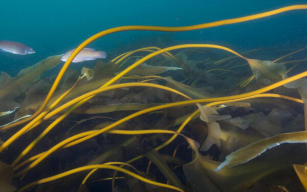 Golden kelp on Cashes Ledge