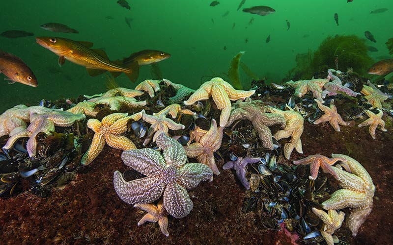 Sea stars and fish in Cashes Ledge