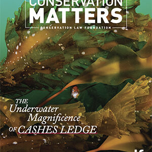 Cover of Conservation Matters. Photo of a fish surrounded by kelp. Text overlay: "Conservation Matters: Conservation Law Foundation. The Underwater Magnificence of Cashes Ledge. Fall 2024. CLF."