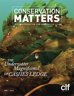 Cover of Conservation Matters. Photo of a fish surrounded by kelp. Text overlay: "Conservation Matters: Conservation Law Foundation. The Underwater Magnificence of Cashes Ledge. Fall 2024. CLF."