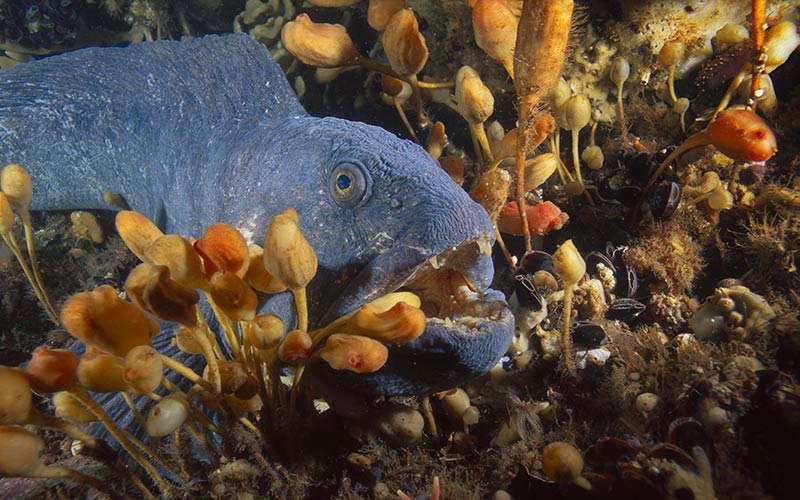 Atlantic wolffish