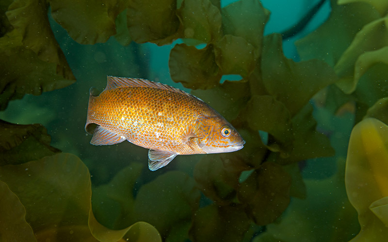 Orange cunner swimming through kelp on Cashes Ledge