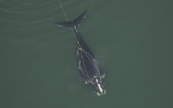 Right whale trailing fishing gear