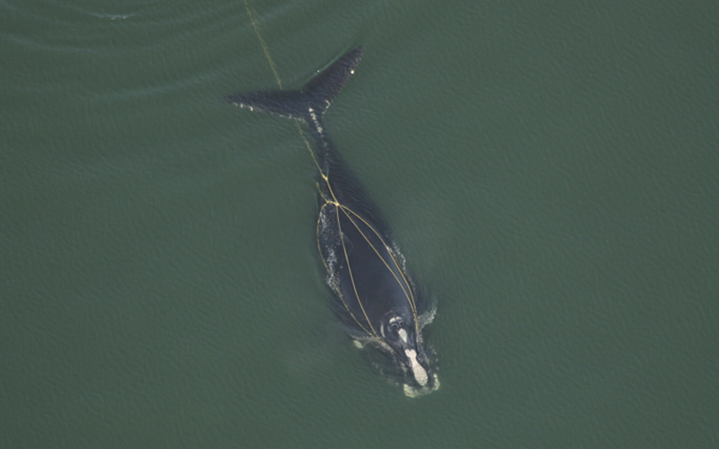 Right whale trailing fishing gear