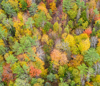 An aerial, top-down view of fall foliage.