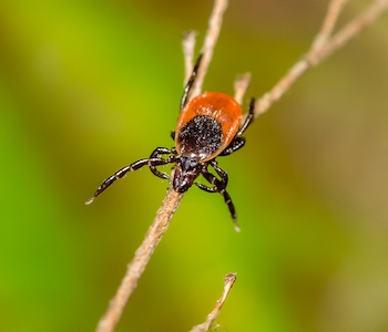 An extreme close up of a deer tick on a branch with its front legs out, "questing."