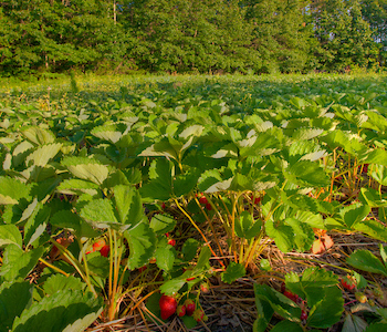 A close up of radishes growing in heron pond farm, New Hampshire.