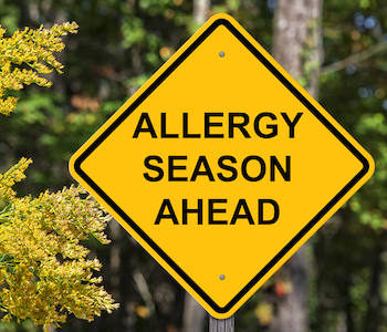 A large yellow sign that says "Allergy season ahead" next to blooming ragweed.