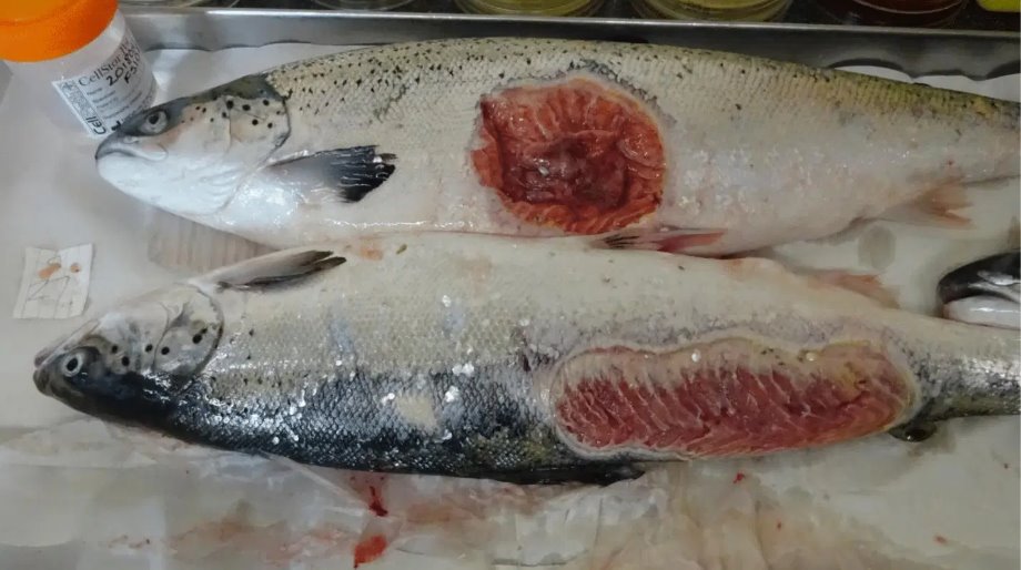 fish with sores and wounds