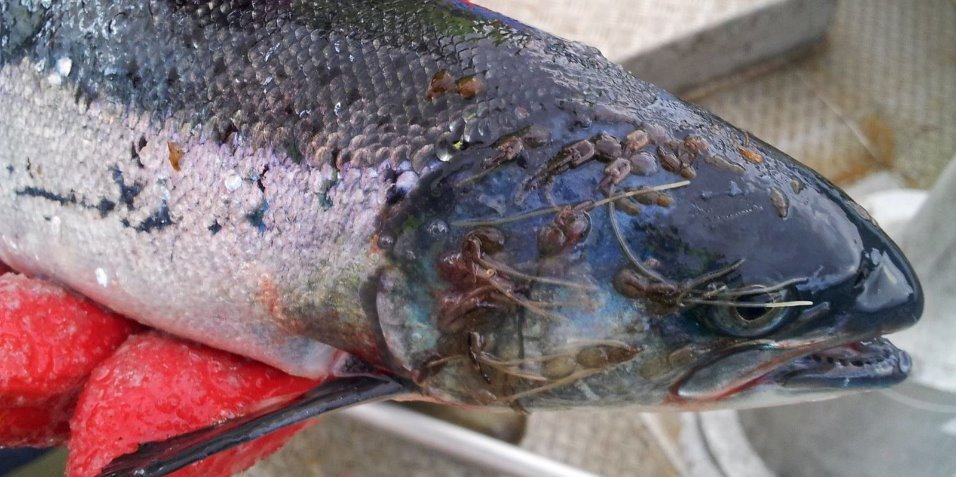 A picture of a fish with sea lice.