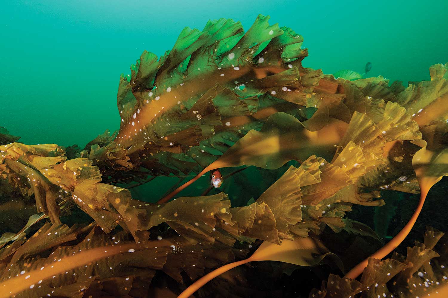 A small orange fish faces the camera and peeks out from within the fronds of the Cashes Ledge kelp forest.