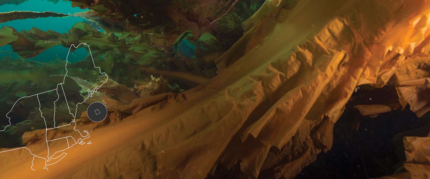 Colorful underwater kelp forest with an outline map of New England showing the location of Cashes Ledge.