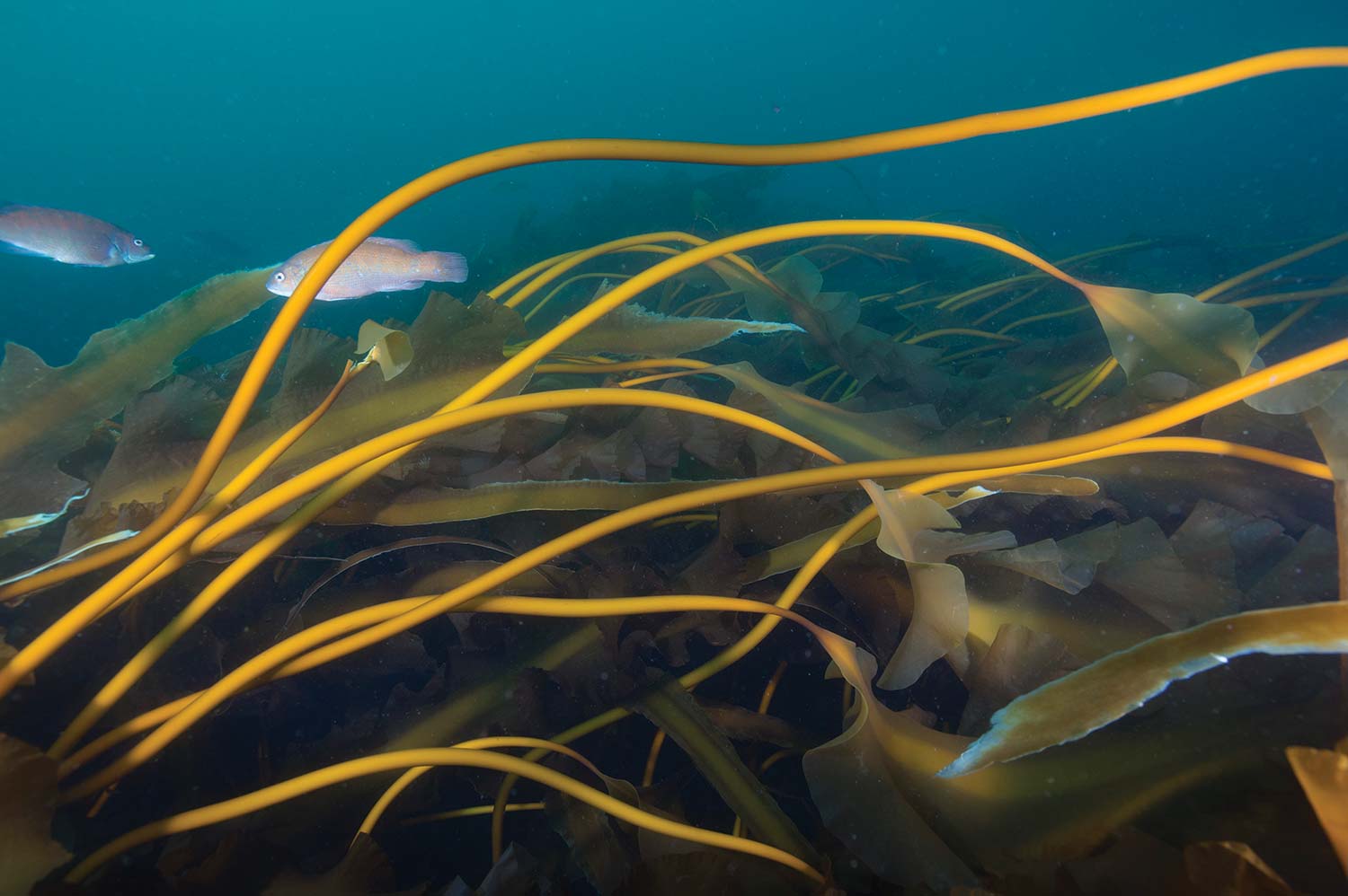 Fronds of kelp float in the water with fish swimming through them on Cashes Ledge.