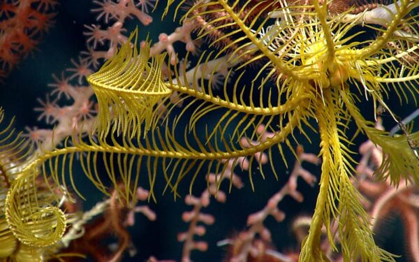 A yellow "feather star" crinoid in the Northeast Canyons and Seamounts Marine National Monument