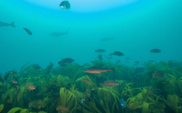 Fish swimming above seaweed