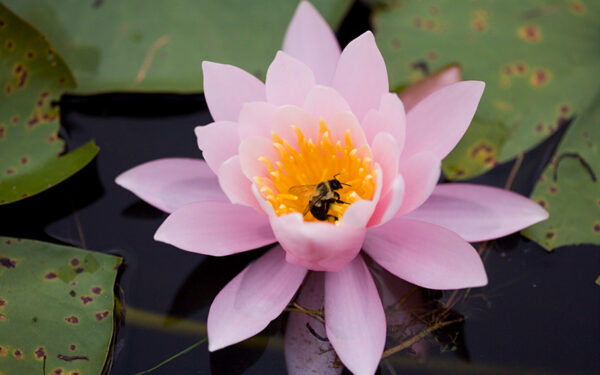 A bee visits a pink flower amid lily pads